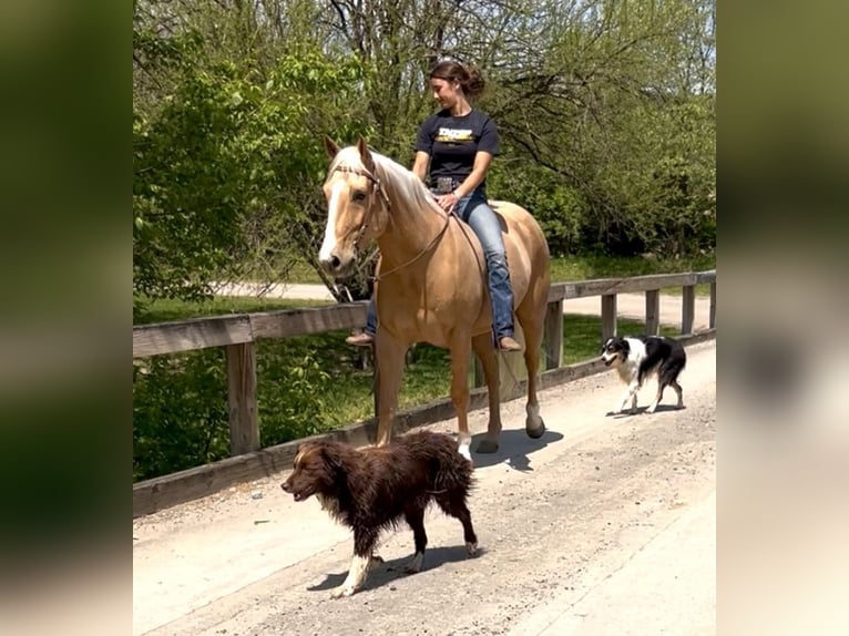 American Paint Horse Wallach 7 Jahre Palomino in Oxford