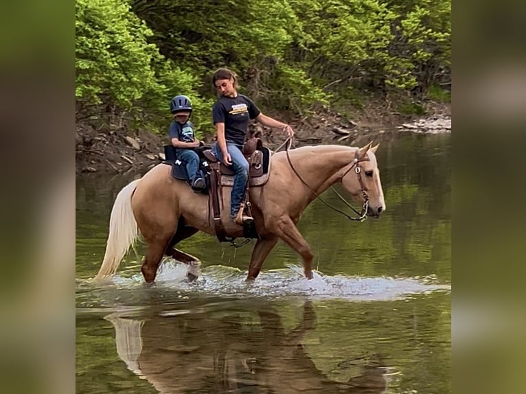 American Paint Horse Wallach 7 Jahre Palomino in Oxford