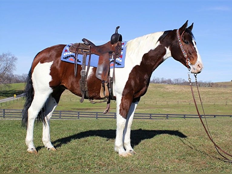 American Paint Horse Wallach 7 Jahre Rotbrauner in Corbin