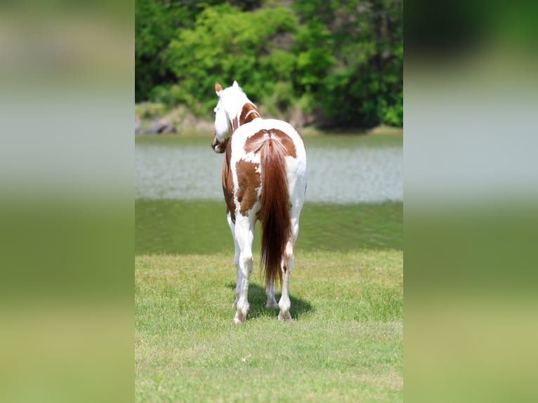 American Paint Horse Wallach 7 Jahre Rotfuchs in Terrell