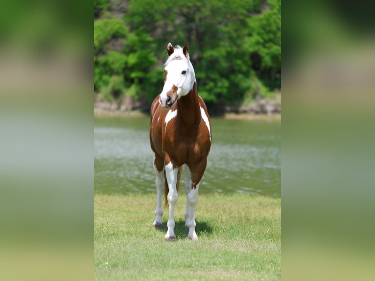 American Paint Horse Wallach 7 Jahre Schecke in Forney