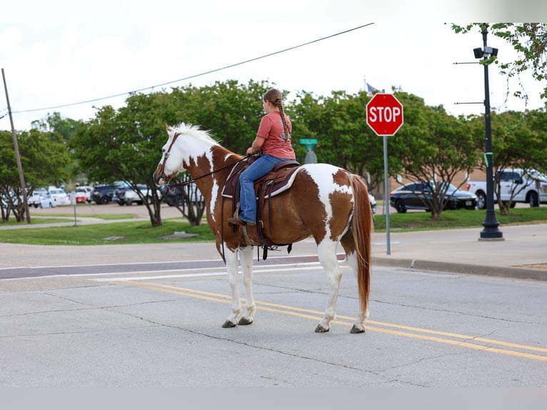 American Paint Horse Wallach 7 Jahre Schecke in Forney