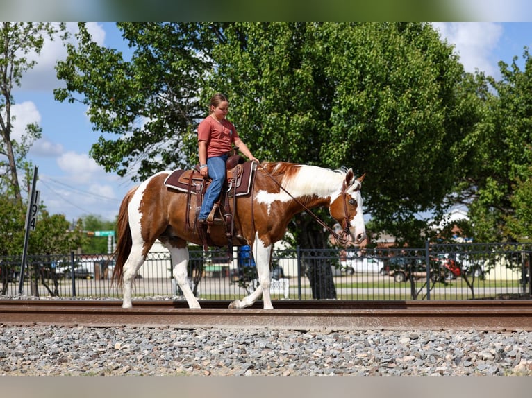 American Paint Horse Wallach 7 Jahre Schecke in Forney
