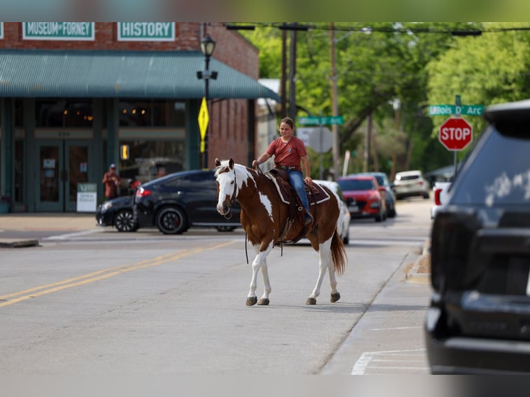 American Paint Horse Wallach 7 Jahre Schecke in Forney