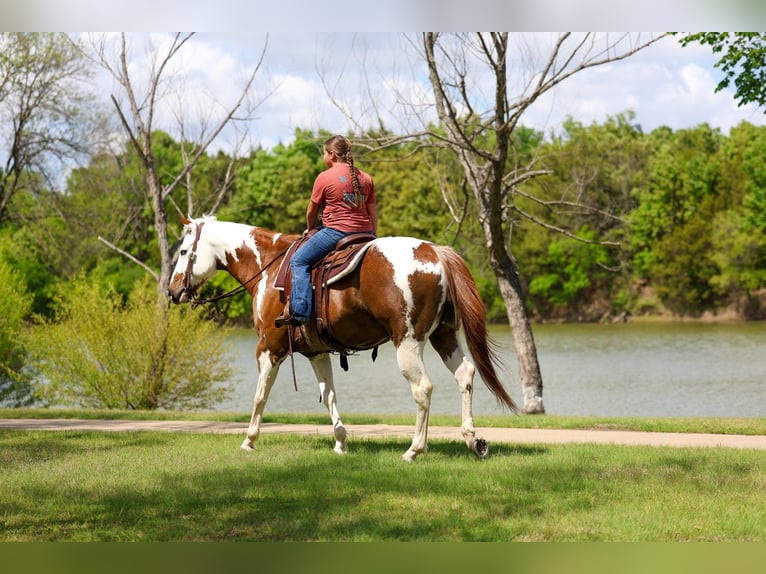 American Paint Horse Wallach 7 Jahre Schecke in Forney