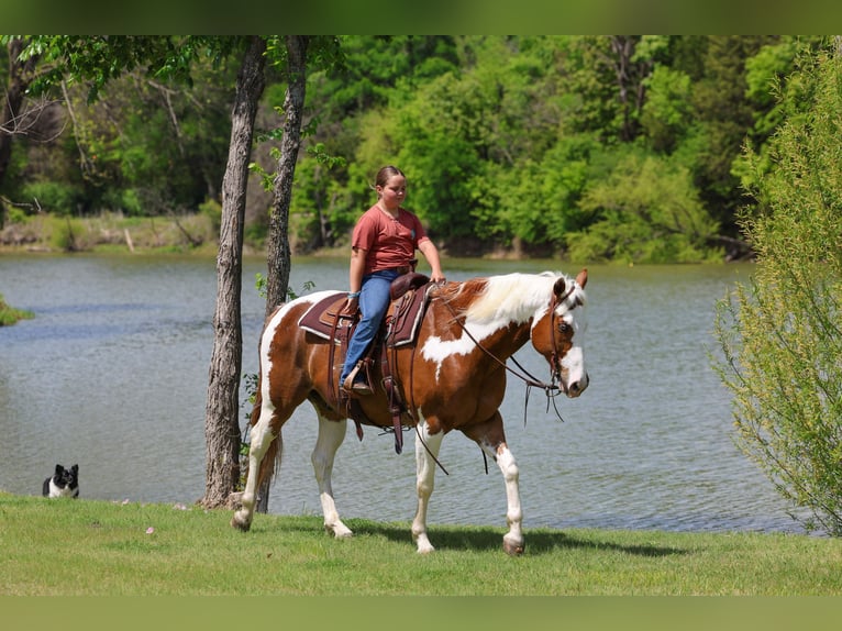 American Paint Horse Wallach 7 Jahre Schecke in Forney