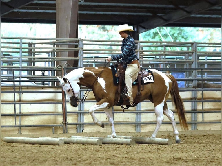 American Paint Horse Wallach 7 Jahre Schecke in Forney