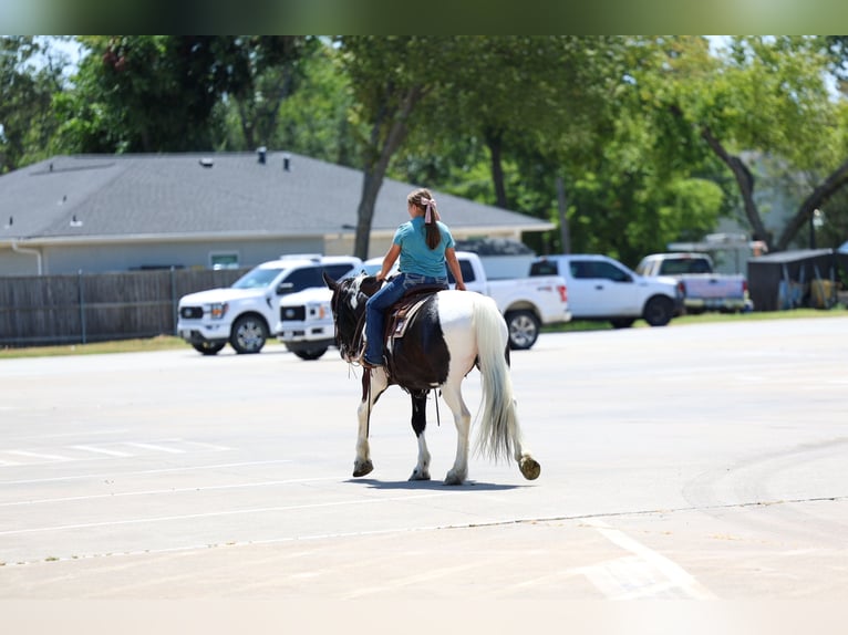 American Paint Horse Mix Wallach 7 Jahre Schecke in Terrell