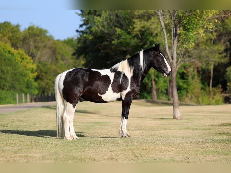 American Paint Horse Mix Wallach 7 Jahre Schecke in Terrell