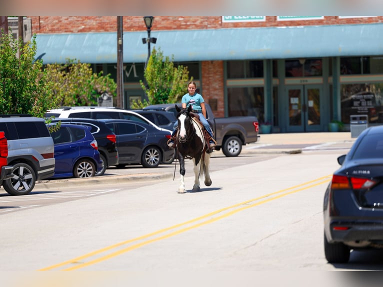 American Paint Horse Mix Wallach 7 Jahre Schecke in Terrell