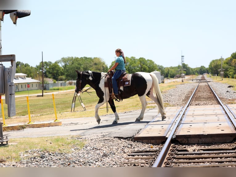 American Paint Horse Mix Wallach 7 Jahre Schecke in Terrell