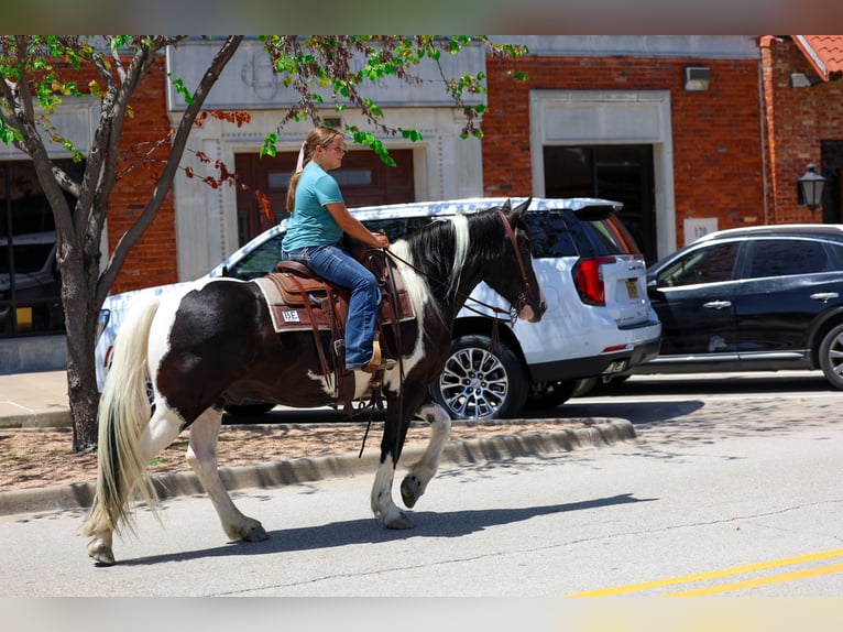 American Paint Horse Mix Wallach 7 Jahre Schecke in Terrell