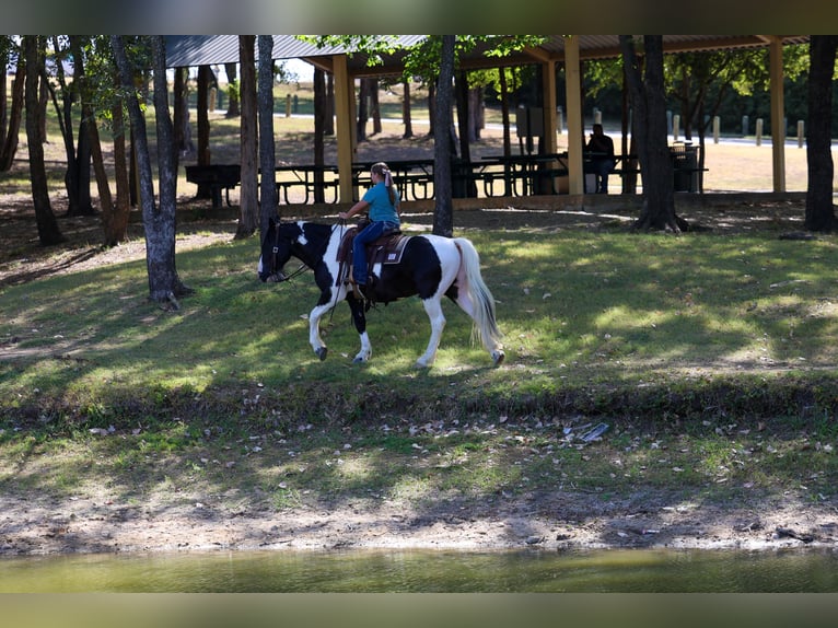 American Paint Horse Mix Wallach 7 Jahre Schecke in Terrell