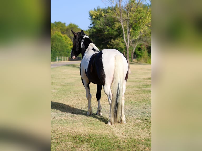 American Paint Horse Mix Wallach 7 Jahre Schecke in Terrell