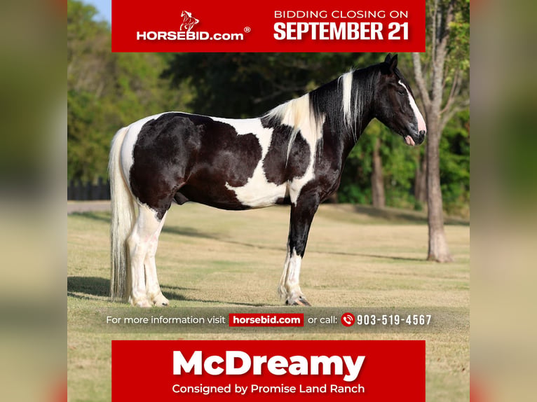 American Paint Horse Mix Wallach 7 Jahre Schecke in Terrell