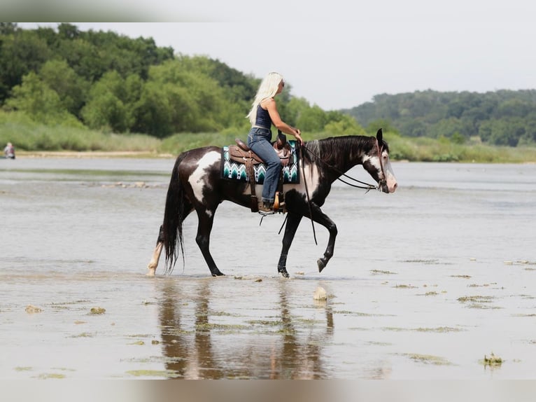 American Paint Horse Wallach 7 Jahre Schecke in Mineral Wells