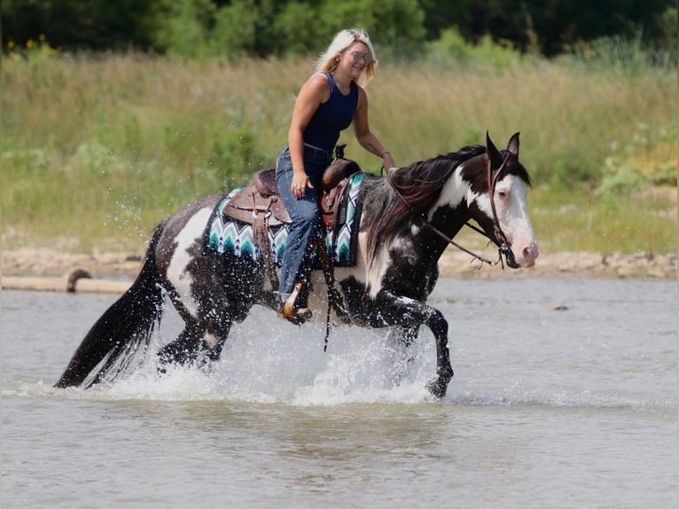 American Paint Horse Wallach 7 Jahre Schecke in Mineral Wells
