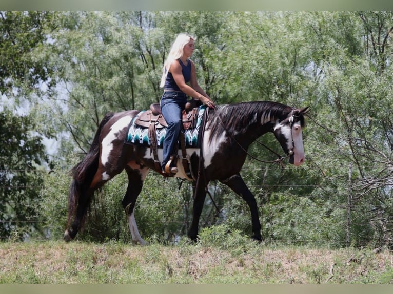 American Paint Horse Wallach 7 Jahre Schecke in Mineral Wells