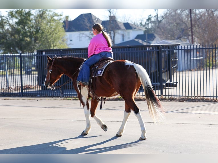 American Paint Horse Wallach 7 Jahre Tobiano-alle-Farben in Forney