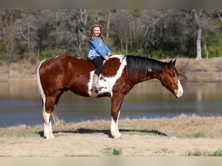 American Paint Horse Wallach 7 Jahre Tobiano-alle-Farben in Forney