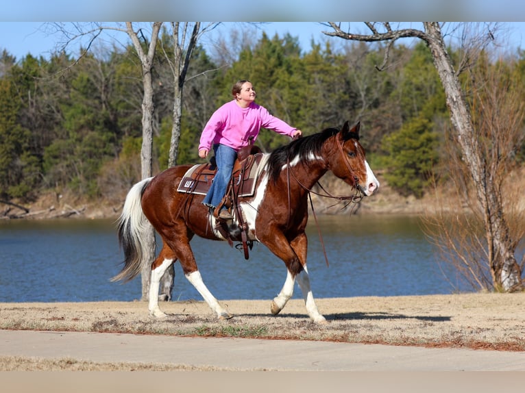American Paint Horse Wallach 7 Jahre Tobiano-alle-Farben in Forney