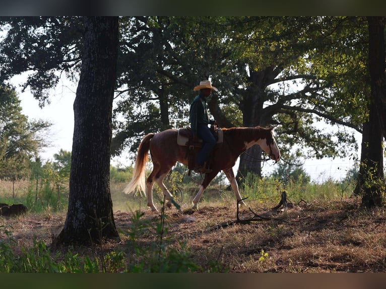 American Paint Horse Wallach 8 Jahre 142 cm in Mount Vernon, TX