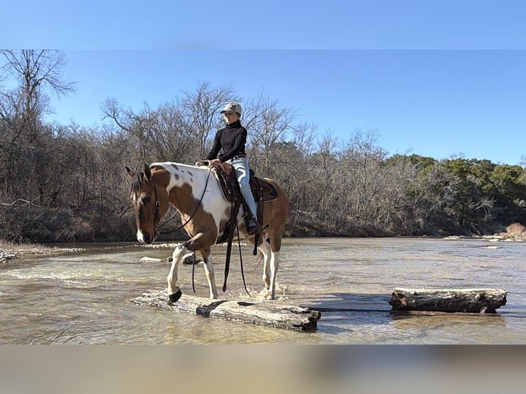 American Paint Horse Wallach 8 Jahre 147 cm Schecke in Cleburne