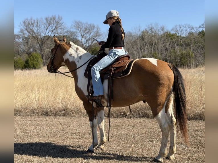 American Paint Horse Wallach 8 Jahre 147 cm Schecke in Cleburne