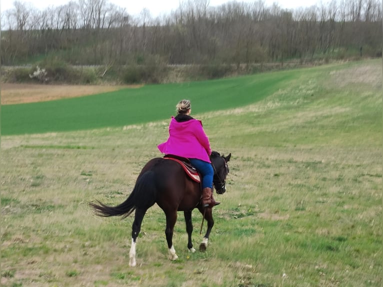 American Paint Horse Wallach 8 Jahre 148 cm Rappe in Klein Harras