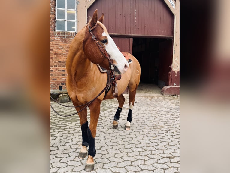 American Paint Horse Wallach 8 Jahre 150 cm Fuchs in Bad Salzuflenb