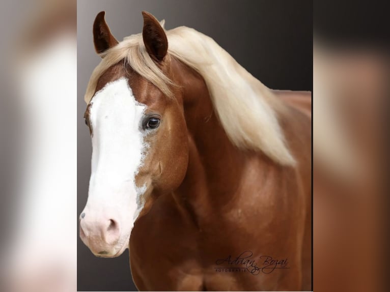 American Paint Horse Wallach 8 Jahre 150 cm Fuchs in Bad Salzuflenb