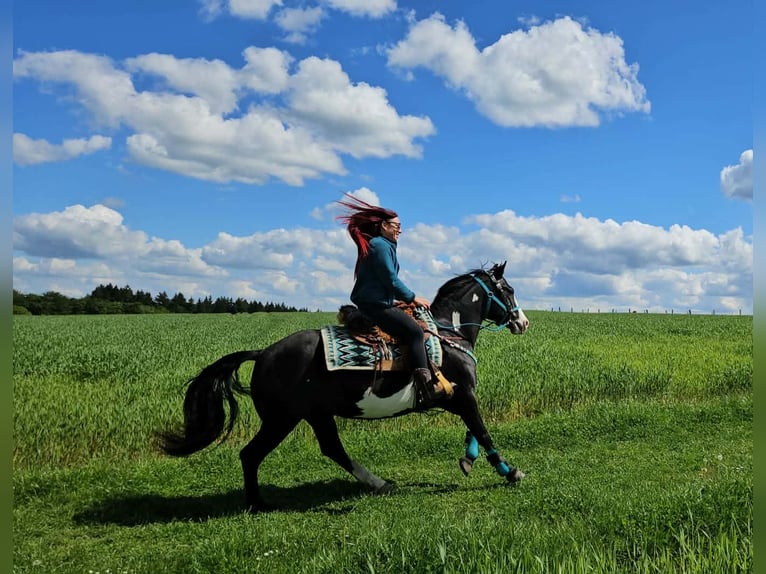 American Paint Horse Wallach 8 Jahre 150 cm Overo-alle-Farben in Linkenbach