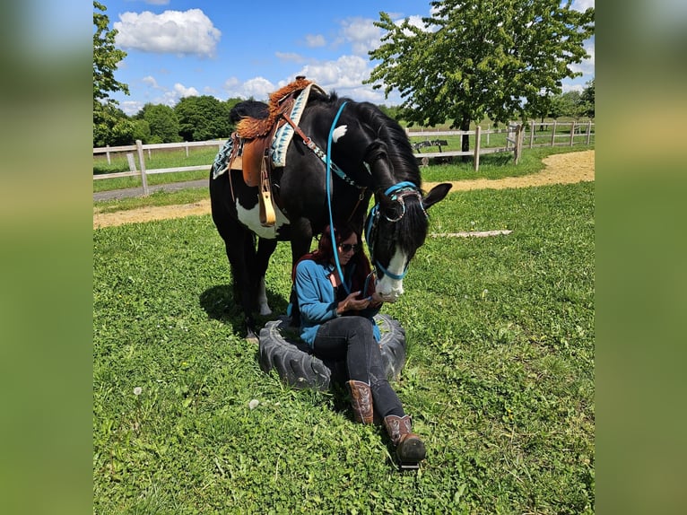 American Paint Horse Wallach 8 Jahre 150 cm Overo-alle-Farben in Linkenbach