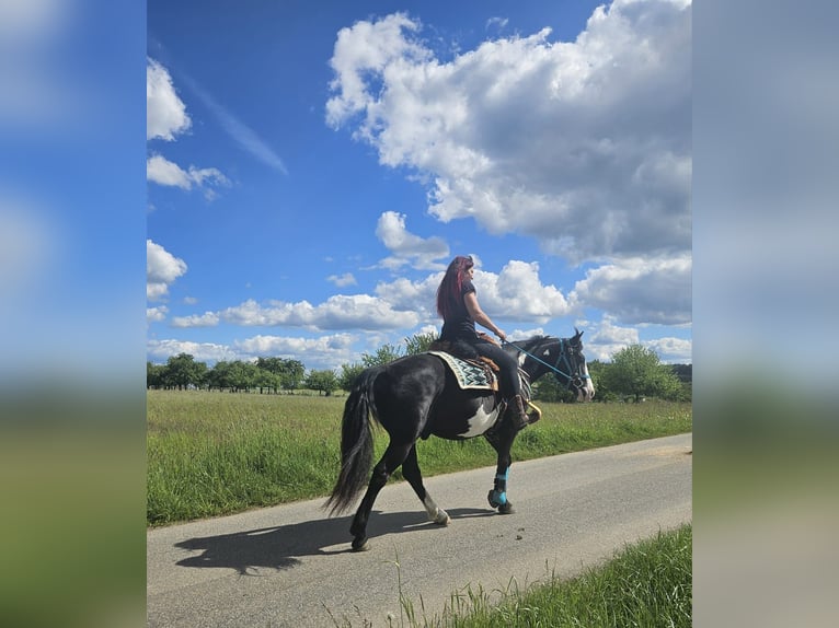 American Paint Horse Wallach 8 Jahre 150 cm Overo-alle-Farben in Linkenbach