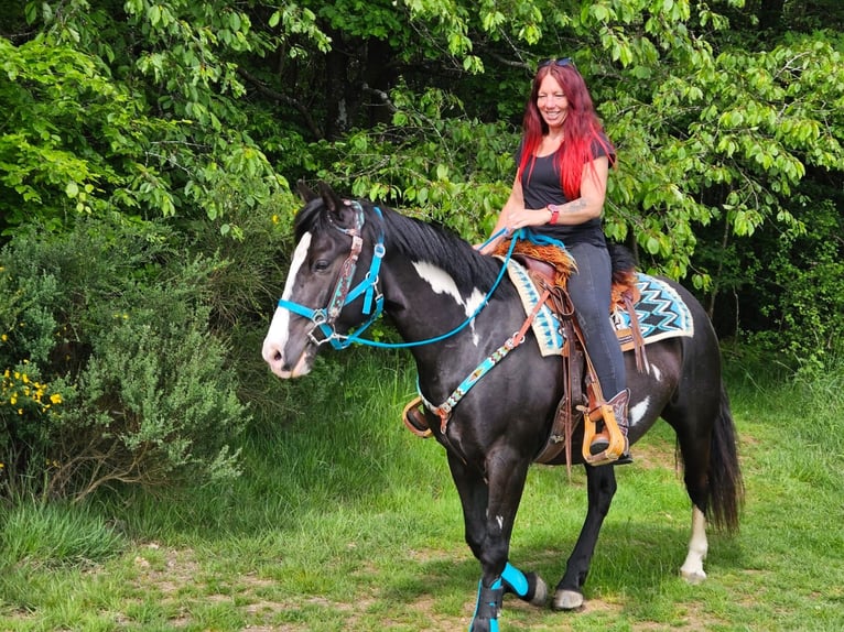 American Paint Horse Wallach 8 Jahre 150 cm Overo-alle-Farben in Linkenbach