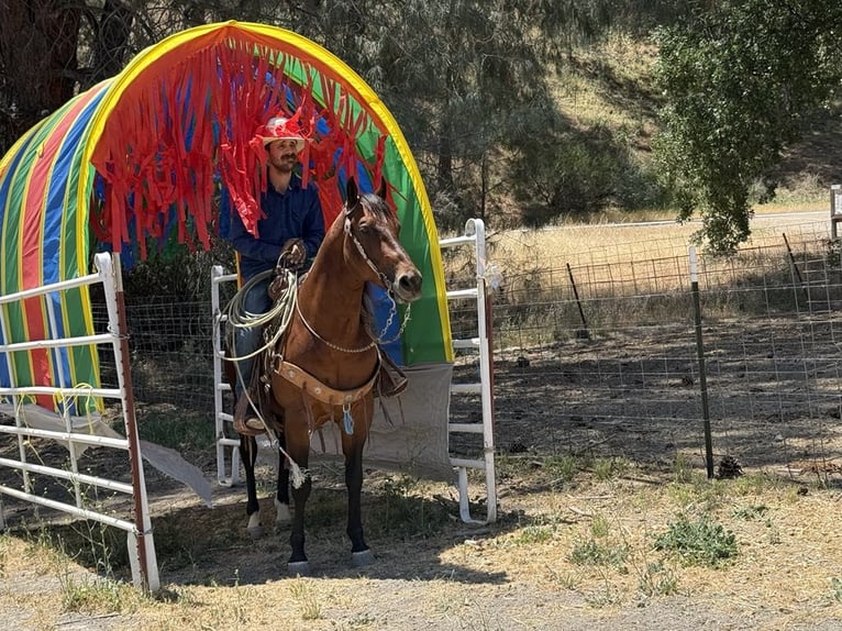 American Paint Horse Wallach 8 Jahre 150 cm Rotbrauner in Paicines CA