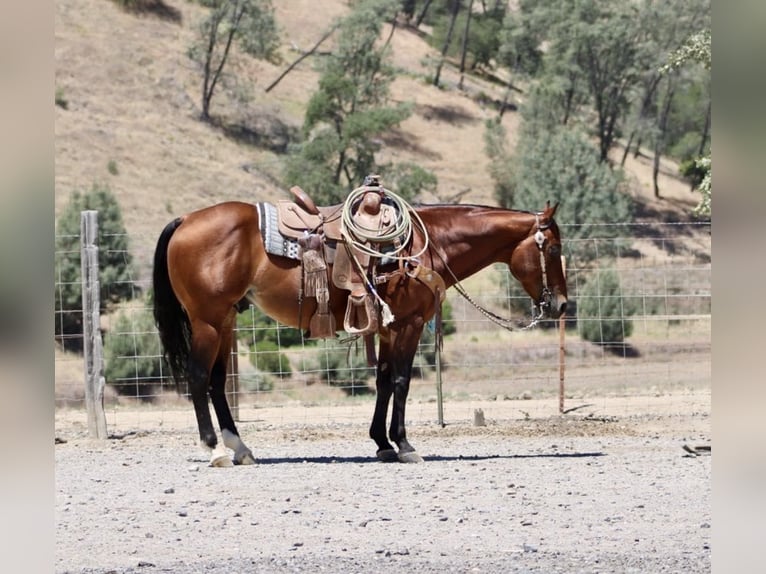 American Paint Horse Wallach 8 Jahre 150 cm Rotbrauner in Paicines CA