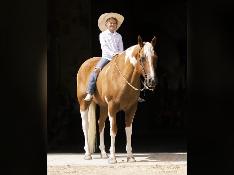 American Paint Horse Wallach 8 Jahre 150 cm Schecke in Caldwell