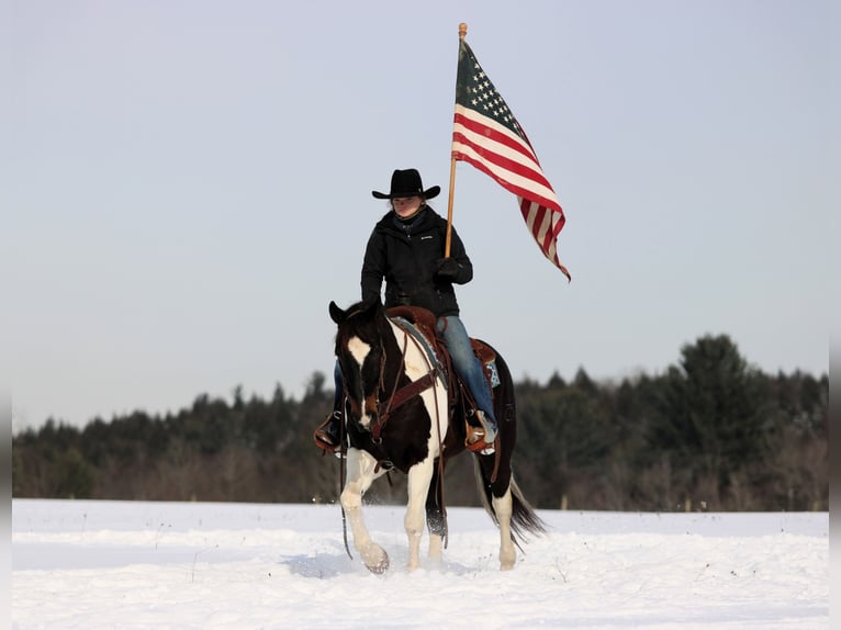 American Paint Horse Wallach 8 Jahre 150 cm Schecke in Clarion