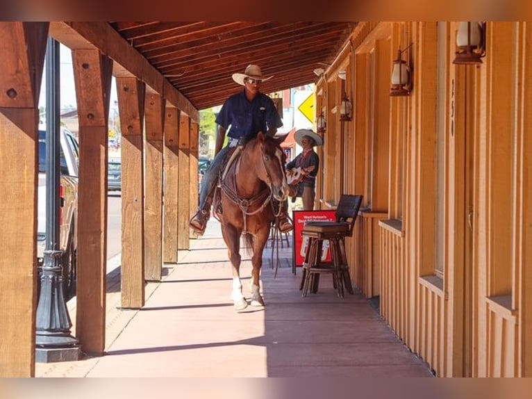 American Paint Horse Wallach 8 Jahre 152 cm Dunkelfuchs in Casa Grande