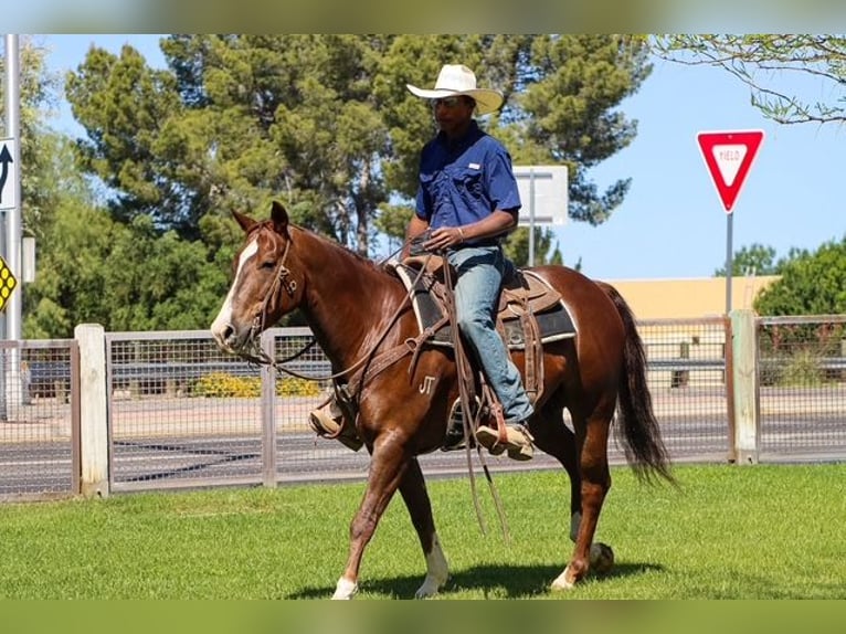 American Paint Horse Wallach 8 Jahre 152 cm Dunkelfuchs in Casa Grande