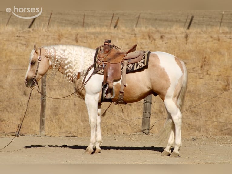 American Paint Horse Wallach 8 Jahre 152 cm Palomino in Tres Pinos