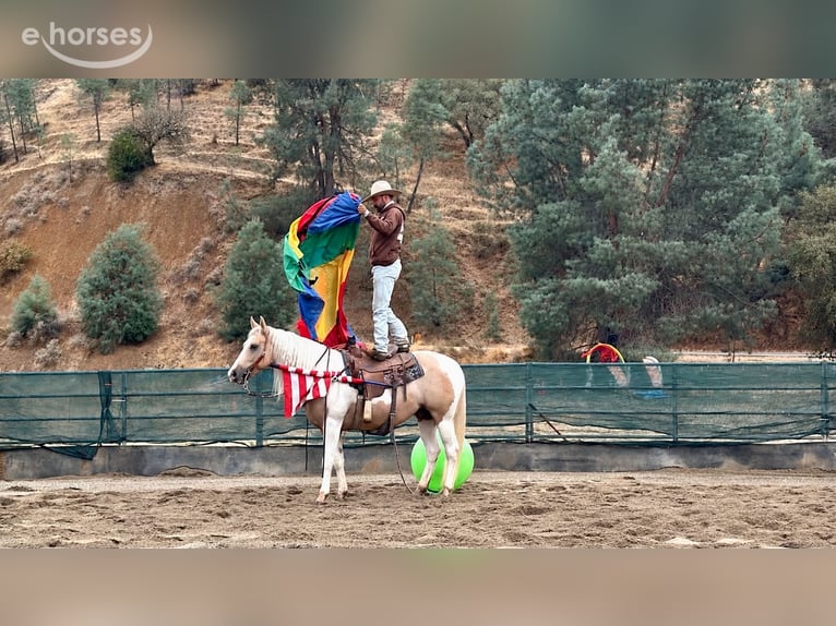 American Paint Horse Wallach 8 Jahre 152 cm Palomino in Tres Pinos