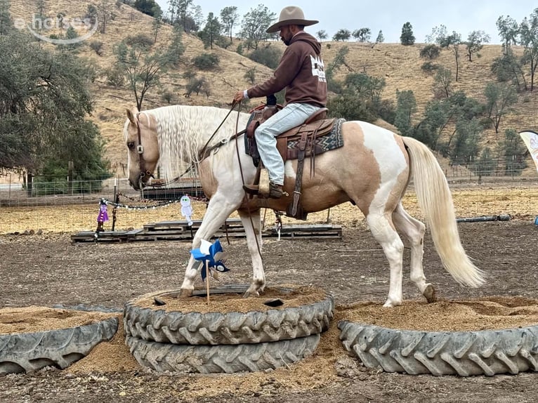 American Paint Horse Wallach 8 Jahre 152 cm Palomino in Tres Pinos