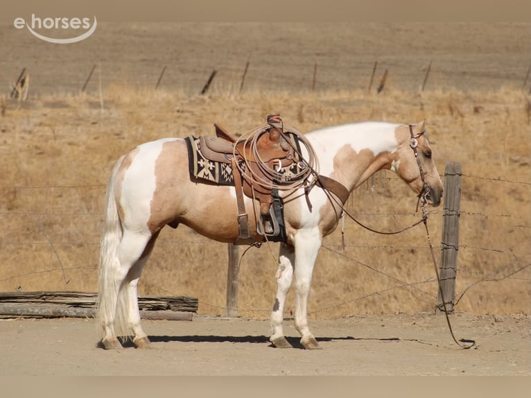 American Paint Horse Wallach 8 Jahre 152 cm Palomino in Tres Pinos