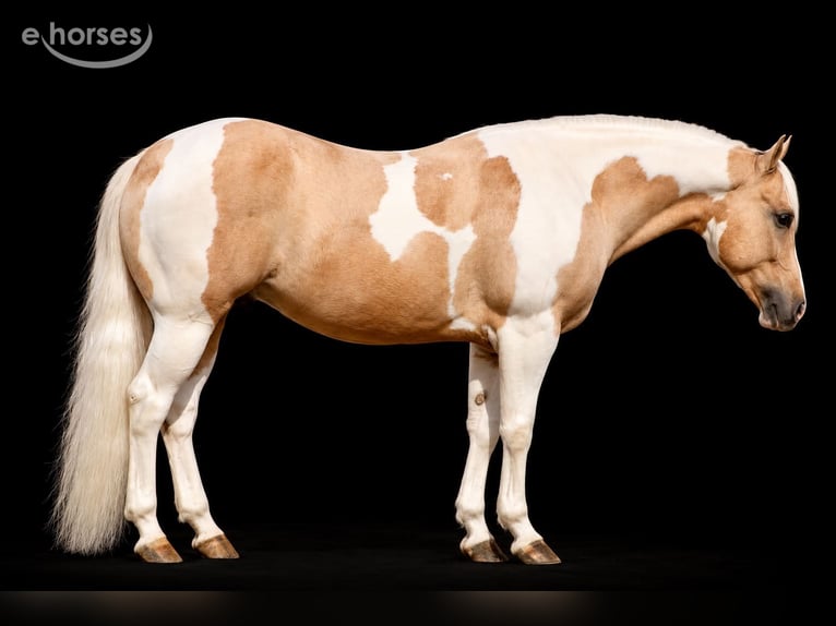 American Paint Horse Wallach 8 Jahre 152 cm Palomino in Tres Pinos