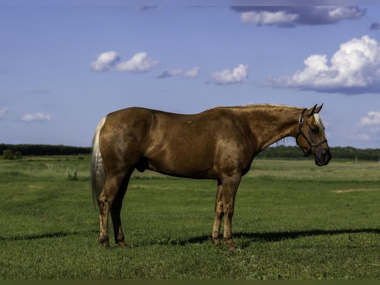 American Paint Horse Wallach 8 Jahre 152 cm Palomino in Nevis, MN