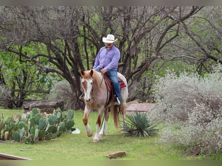 American Paint Horse Wallach 8 Jahre 152 cm Roan-Red in Stephenville TX
