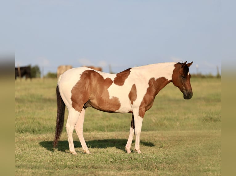 American Paint Horse Wallach 8 Jahre 152 cm Schecke in Mount Vernon