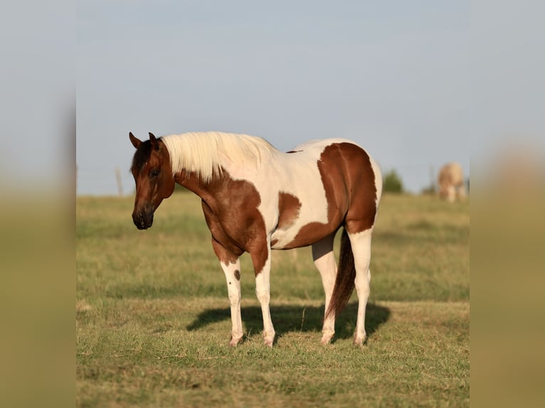 American Paint Horse Wallach 8 Jahre 152 cm Schecke in Mount Vernon
